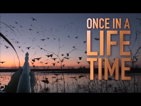 Видео: Утиная охота, которая бывает раз в жизни! Вы не поверите!