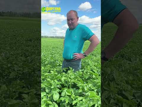 Видео: Пешацвет 2025г