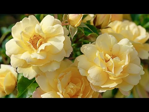 Видео: ЦВЕТУЩИЕ КОВРЫ. ПОЧВОПОКРОВНЫЕ РОЗЫ. Tantau / W. Kordes. Groundcover roses.  Beautiful roses.