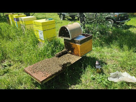Видео: РОЙ 4+ кг (сажаю в улей)