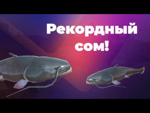 Видео: Вы ждали это видео!!! Огромные СОМЫ на КЕТЛИН-ЛЕЙК!