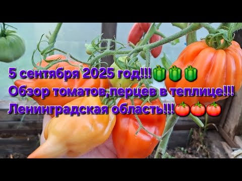 Видео: Обзор теплицы на 5 сентября,2025 год!!!Перцы,томаты,огурцы!!!Ленинградская область!!!