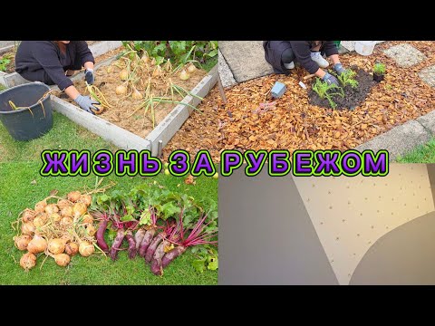 Видео: #193 🇩🇪 "Прошу вашей дальнейшей поддержки" / ЛУК ГИГАНТ 