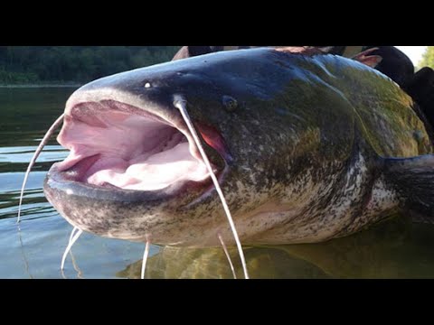 Видео: С КВОКОМ за СОМОМ. Рыбалка на сома на Днепре.  ✅👉 КОНКУРС. Разыгрываем 2-а квока.