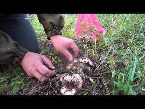 Видео: Тихая охота. Грибцы на островах! Собираем Грузди на реке Абакан. И Далеко ехать не надо! #грибы