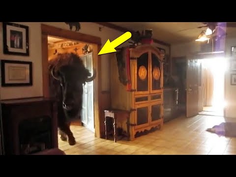 Видео: ГИГАНТЫ УДИВЛЯЮТ! Неожиданные встречи с большими животными