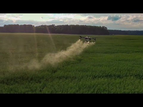 Видео: Опрыскивание  дроном в Каменецком районе.  Рапс  последняя обработка перед уборкой . Dji Agras T30