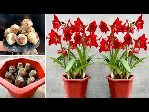 Видео: Выращивайте красивые балконные цветы. Отличная работа, очень интересно