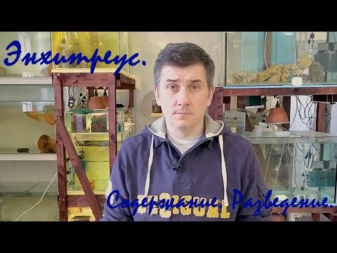 Видео: Энхитре́ус. Содержание. Разведение.