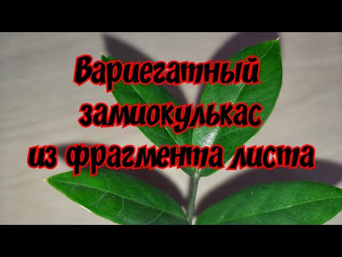 Видео: Вариегатный замиокулькас из фрагмента листа // мой опыт