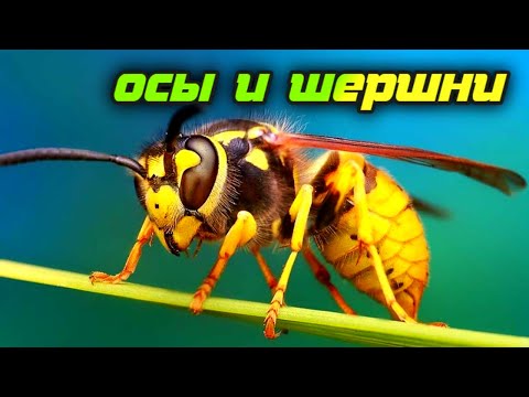 Видео: Один укус шершня может быть смертельным. Как защититься от ос и шершней