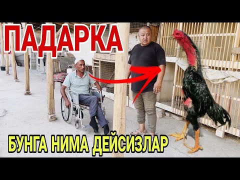 Видео: ОХУНОВ ТВДАН ПАДАРКА / УДАР ЗОТ НАМАНГАНГА БЕРИЛДИ(ХУРОЗ ИШКИБОЗЛАРИ)