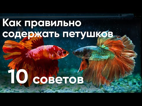 Видео: 10 советов как правильно содержать петушков