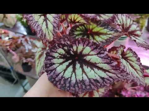 Видео: И снова растушки для настроения.