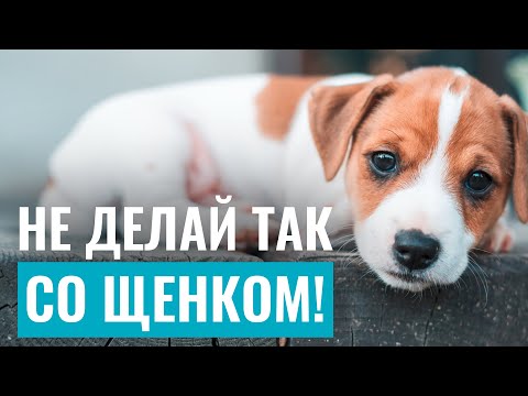 Видео: НЕ ДЕЛАЙТЕ ЭТОГО СО ЩЕНКОМ! Дрессировка щенка: 10 критических ошибок в воспитании собаки!