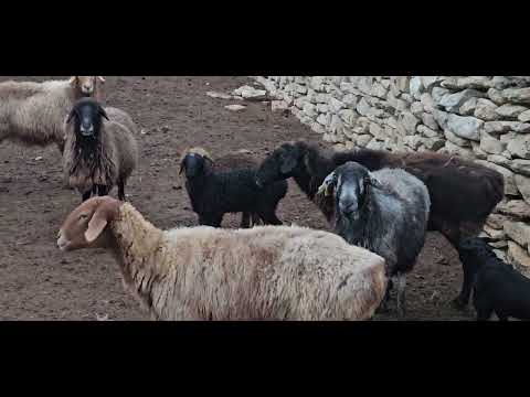 Видео: Ай даладағы үй, Көк бұлақ ш/қ