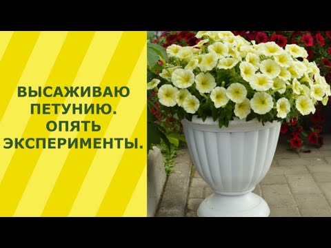 Видео: Высаживаю петунию, опять эксперименты.