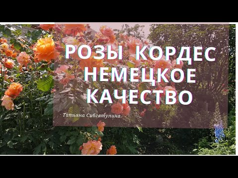 Видео: Розы Кордес в моем саду