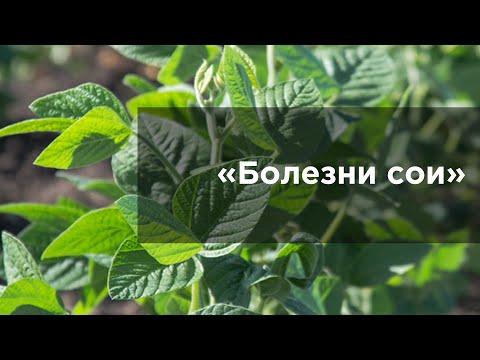 Видео: Болезни сои