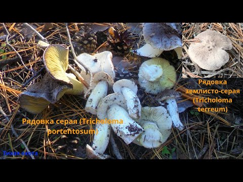 Видео: Пепельный рыцарь: рядовка серая и землисто серая