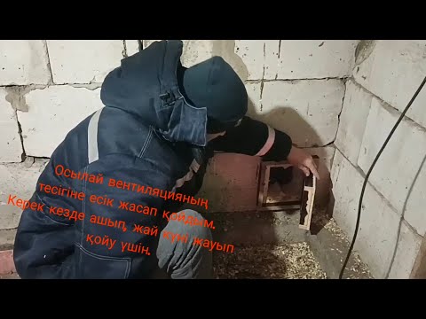 Видео: Бізде қар жауды🥶 күн суық. Қораны қысқа дайындау қажет.🔨🪚🪓 #куры #тауық #рек #farming #балапан #farm