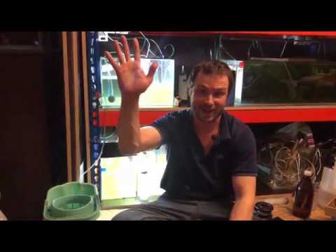 Видео: Поймай меня, если сможешь, или 4 способа сбора личинок.