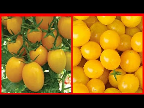 Видео: Огромная разница: томаты Карамель желтая и Ожерелье желтое.  Подмосковье