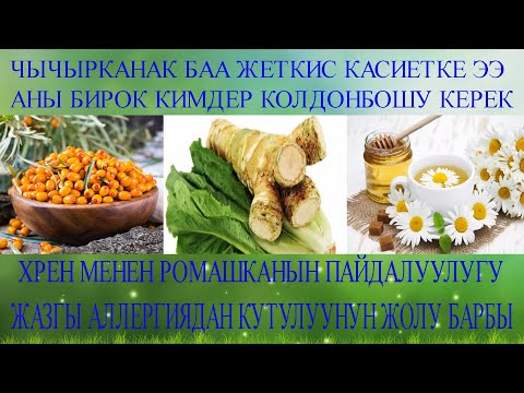 Видео: Чычырканак баа жеткис касиетке  болсо, хрен көп ооруга дары. Жазгы аллергиядан кантип кутулуу керек?