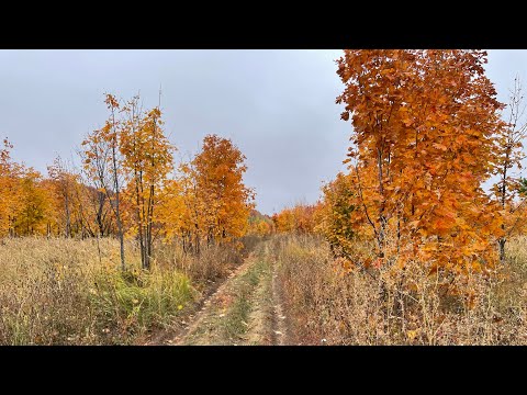 Видео: Потеряшки в Верхних Елгушах