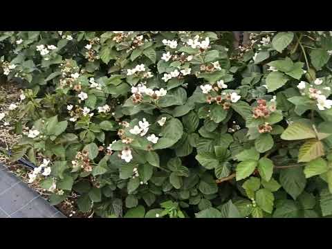 Видео: Очередные подкормки ежевики! Омск, 06.07.2022г.