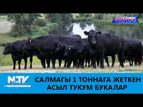 Видео: САЛМАГЫ 1 ТОННАГА ЖЕТКЕН АСЫЛ ТУКУМ БУКАЛАР\\АЗЫРКЫНЫН АЗАМАТТАРЫ