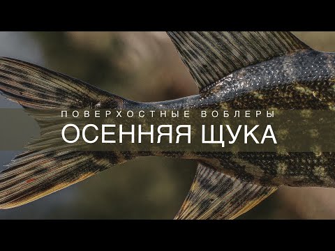 Видео: Ловля осенней щуки на заросших водоемах. Мои рабочие поверхостные приманки на щуку🔝