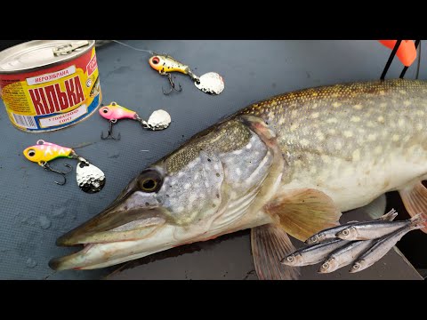 Видео: ✅Головне ПРАВИЛЬНО закормити ЩУКУ і буде РЕЗУЛЬТАТ!💥 Осінній спінінг!🍁