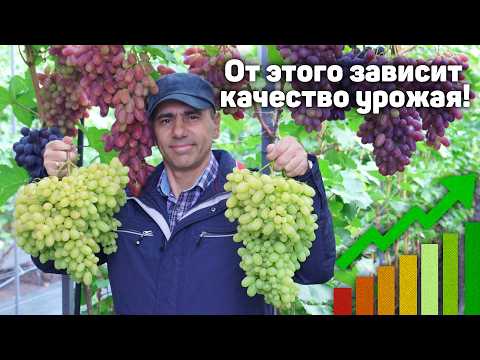 Видео: ✂️🍇 ОТ ЭТОГО ЗАВИСИТ КАЧЕСТВО УРОЖАЯ! - Нормировка винограда гроздями 2024