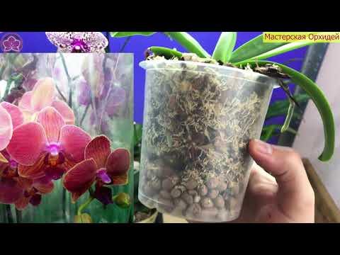 Видео: ПЕРЕСАДКА ОЧЕНЬ ПРОБЛЕМНОЙ орхидеи! Дарим орхидее новую жизнь!