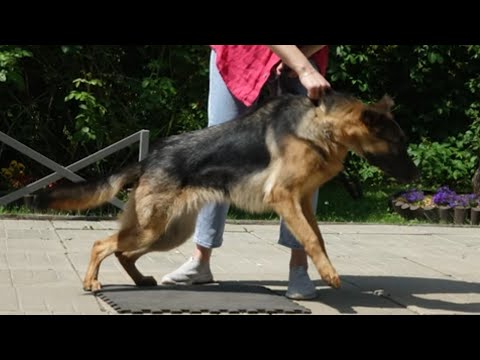 Видео: Догтренинг 619. Группа служебных собак. Коррекция зооагрессии молодой овчарки.