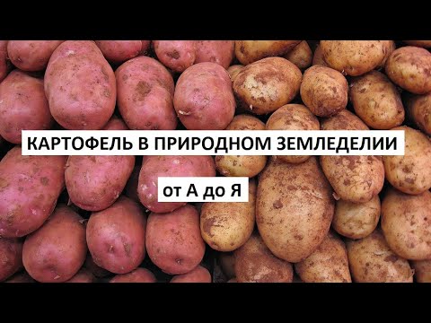 Видео: Картофель в природном земледелии от А до Я.