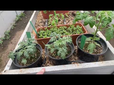 Видео: Применение паклубутразола