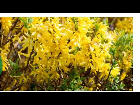 Видео: Форзиция и как я за ней ухаживаю