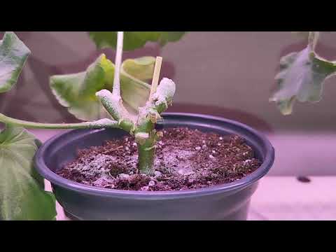 Видео: Пеларгонии# вечернее видео 🥰 излишки черенков 🌱🌱🌱