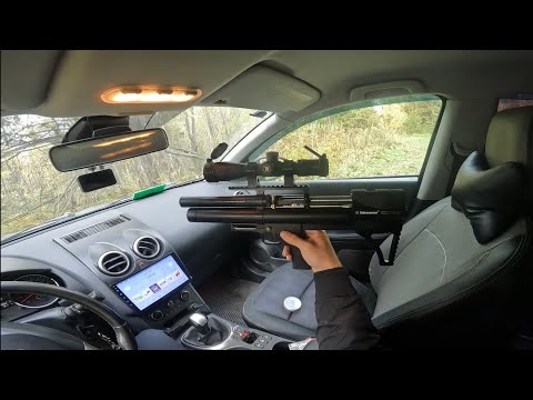 Видео: Альфа Доберман 1 год в использовании 