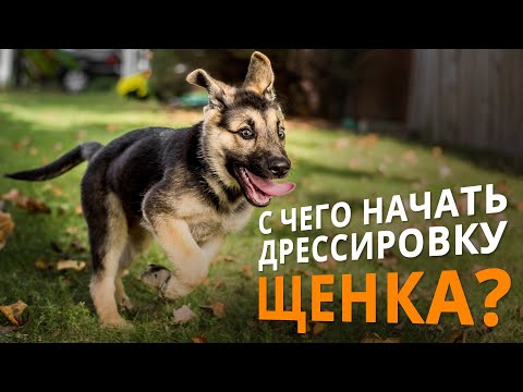 Видео: Дрессировка щенка - с чего надо начинать!