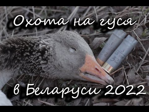 Видео: Весенняя охота на гуся 2022-IN BLOOD