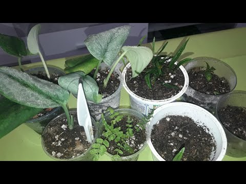 Видео: КОМНАТНЫЕ РАСТЕНИЯ(ЦВЕТЫ).ГОРШОЧЕК,С ФИТИЛЬНЫМ ПОЛИВОМ С WB.ЦВЕТОЧНЫЕ ДЕЛА.