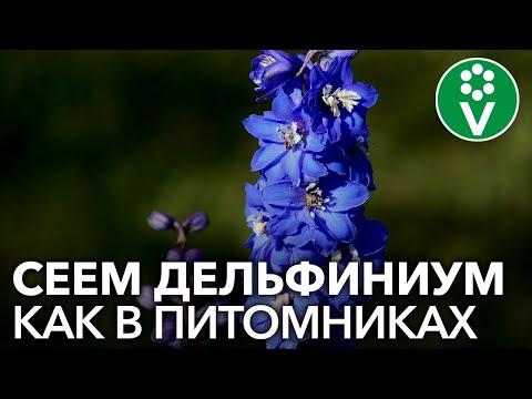 Видео: Зная ЭТУ СЕКРЕТНУЮ ИНФОРМАЦИЮ, вырастить ДЕЛЬФИНИУМ ИЗ СЕМЯН получится у каждого