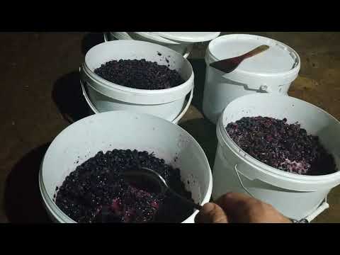 Видео: Розовое вино, все просто!