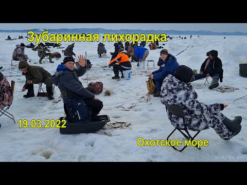 Видео: Зубаринная лихорадка. Сахалин. Охотское море. 19.03.2022