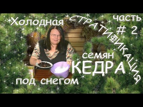 Видео: Холодная стратификация семян кедра под снегом ЧАСТЬ 2