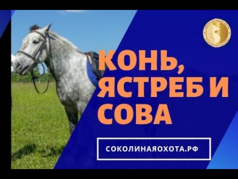 Видео: Константин Соколов. Конь Баро, ястреб Астур, сова Нафаня . Прямой эфир 25.04.20