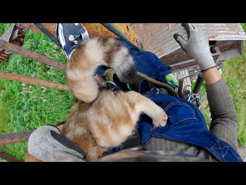 Видео: Породистый BARSIK.. с документами